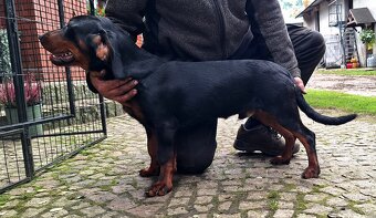 Pies Gończy Słowacki KOPOV ZKwP FCI - 3