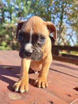 Piekna sunia rasy Bokser - 3