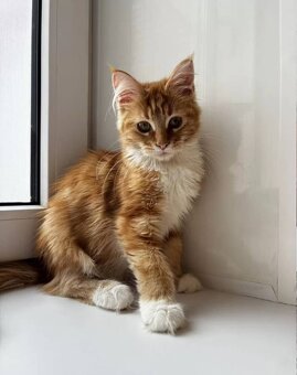 Koty rasy Ragdoll i Maine Coon gotowe na nowe domy - 3