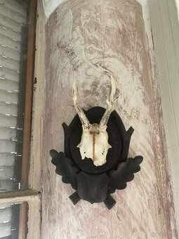 Sprzedaję poroże. - 3