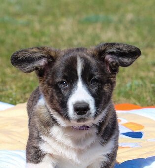 Welsh corgi cardigan szczenięta - 3