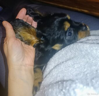 Gotowy do odbioru piesek Cavalier z rodowodem i wyprawką - 3