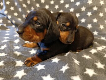 Szczeniaki jamnik standard krótkowłosy czarny podpalany - 3