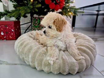 Urocza laleczka Maltipoo Lola juz do odbioru - 3