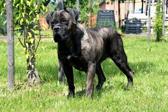 Cane Corso Suka z rodowodem FCI - 3