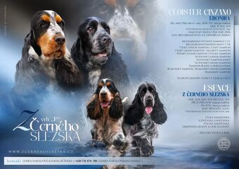COCKER SPANIEL ANGIELSKI - FCI RODOWÓD - 3