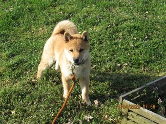 Shiba Inu - najstarszy w mioce, pięciomiesięczny piesek - 3