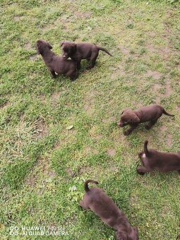 Prodám čistokrevné labradory - 3