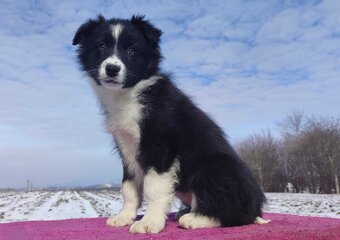 Suczka Border Collie z pełną dok. Rasowa z Hodowli - 3