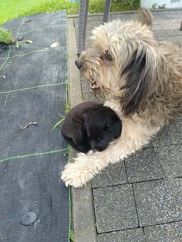 Siostry szukają domu. - 3