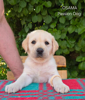 Labrador biszkoptowa suczka OSAMA Passion Dog - 3