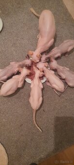 Sfinksy Kanadyjskue - 3