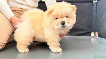 CHOW CHOW szczenięta kremowe - 3