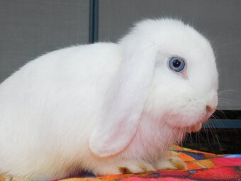 Baranki mini lop - 3
