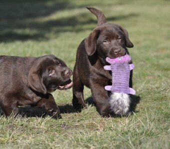 Labrador Retriever szczenie z rod ZKwP, FCI Badania Genetycz - 3