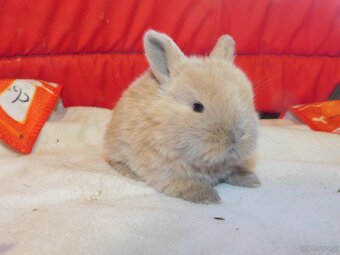 Białe króliczki z ciemną obwódką wokół oczu - 3