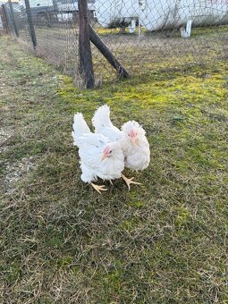 KURY NIOSKI 605834710 - 3