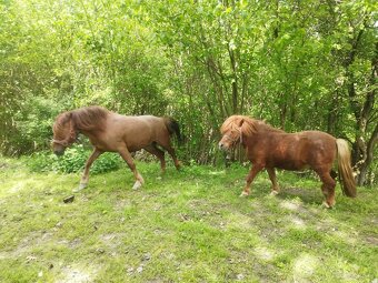 Hucul x Shetland - 3