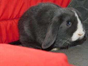 Niebiesko - biała samiczka mini lop - 3