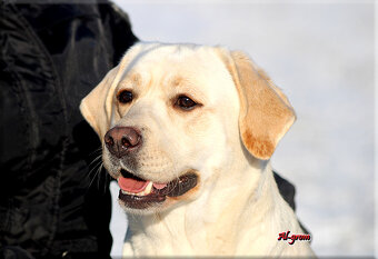 Labrador Retriever dorosła suka FCI ZKwP - 3