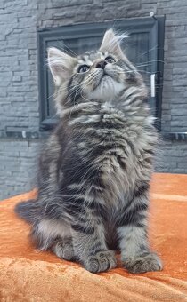Maine Coon kotka rodowód fpl - 3