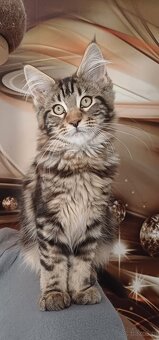 Maine Coon kotka rodowód fpl - 3