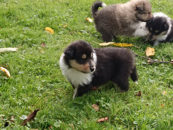 Owczarek szkocki długowłosy FCI Collie Rough - 3