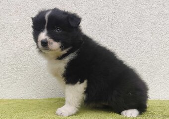 PIĘKNA Suczka BORDER COLLIE z Hodowli - Rasowa z pełną dok. - 3