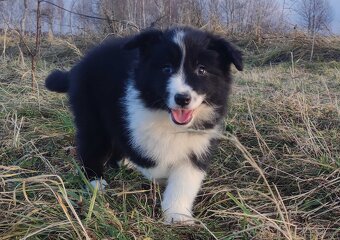 PIĘKNA Suczka BORDER COLLIE z Hodowli - Rasowa z pełną dok. - 3