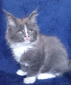 Maine Coon kocurek rodowód fpl - 3
