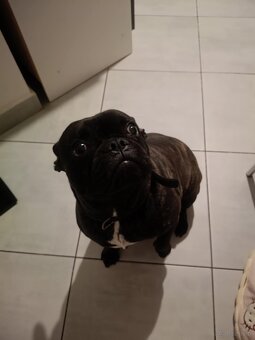 Sprzedam buldoga Francuskiego o imieniu Sticz - 3
