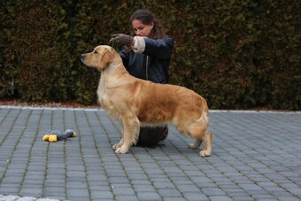 GOLDEN RETRIEVER-ciemnozłote i złote , ZKwP/FCI - 3
