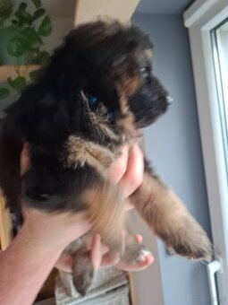 Szukam domu dla 2 szczeniaków owczarka niemieckiego - 3