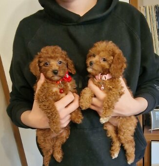 Pudel Toy,Miniaturka red - 3