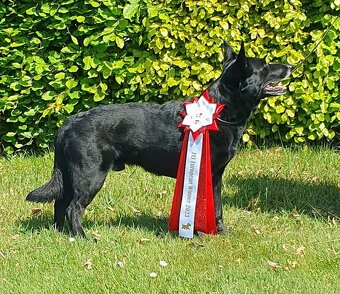 Australian kelpie - 3