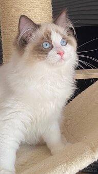 Kot kocurek Ragdoll - 3