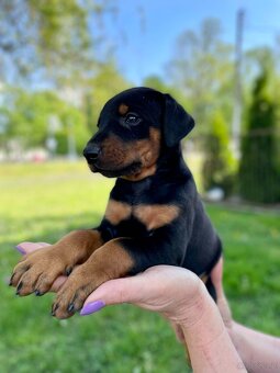 Szczeniaki dobermana - 3