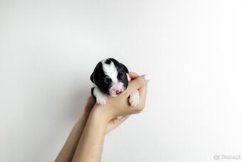 Border collie z rodowodem - 3