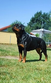 Rottweiler FCI ZKwP Białystok szczenięta szczeniak - 3