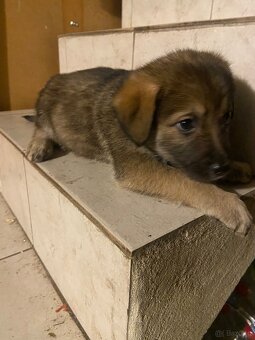 szczeniaki 8 tygodni - mama Beagle - 3