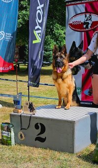 Szczenięta owczarek niemiecki - 3