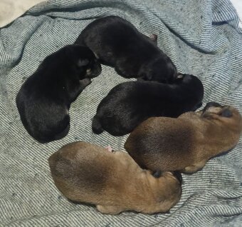 Shiba Inu + Nowy miot + Rezerwacja szczeniąt - 3