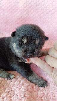 Shiba Inu + Nowy miot + Rezerwacja szczeniąt - 3