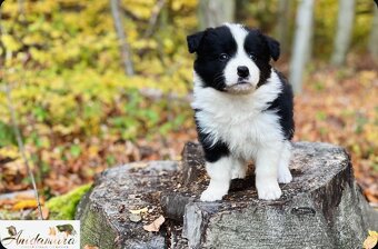 Border collie szczenięta hodowla Anidamara FCI - 3