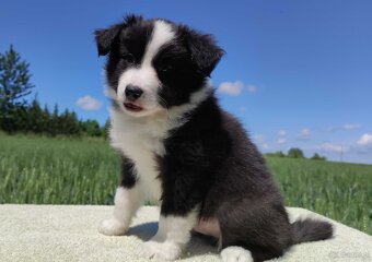 Piękny Rasowy Pies Border Collie - Szczeniak z pełną dok. z - 3