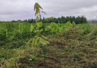 Sadzonki w doniczkach - dąb czerwony / Quercus rubra, hod. o - 3