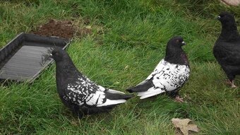 sprzedam gołębie - 3