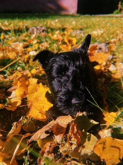 Skotský teriér - scottish terrier - 3