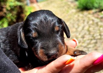 Gończy Słowacki KOPOV ZKwP FCI - 3