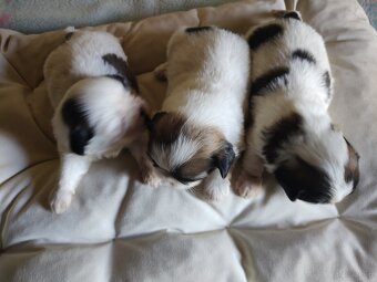 Suczki mieszanka (shih-tzu-pekinczyk) - 3